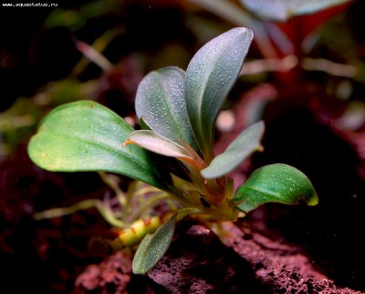 Фото Буцефаландра Bucephalandra sp. Kapit-4  (photo#55747)
