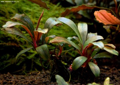 Фото Буцефаландра Bucephalandra sp. Kanowit  (photo#55748)
