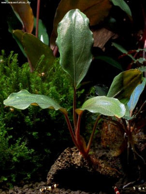 Фото Буцефаландра Bucephalandra sp. from Mukok, Kalbar  (photo#55752)