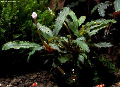 Фото Буцефаландра Bucephalandra sp. From catherinae biotope eastern slope, West Kal  (photo#55753)