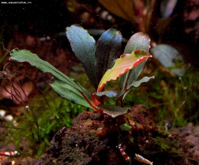 Фото Буцефаландра Bucephalandra sp. Copi Susu  (photo#55765)