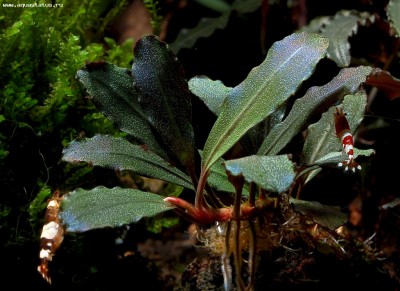 Фото Буцефаландра Bucephalandra sp. Copi Susu  (photo#55766)