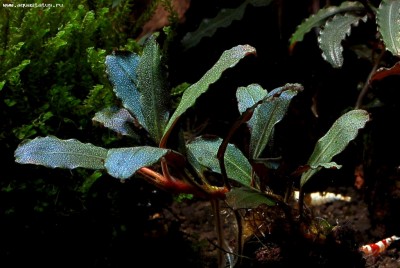 Фото Буцефаландра Bucephalandra sp. Copi Susu  (photo#55767)