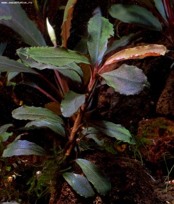 Фото Буцефаландра Bucephalandra sp. Brownie Brown, Ulu Kapuas  (photo#55777)