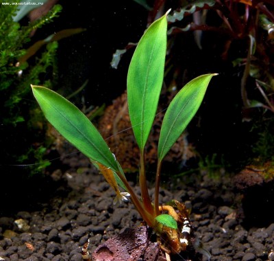 Фото Буцефаландра Bucephalandra Seri Aman  (photo#55787)