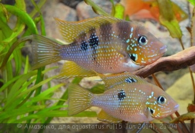 Фото Цихлазома эллиота Thorichthys ellioti  (photo#55822)