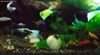 Фото Аквариум GloFish и другие 40 литров Nisa  (photo#55826)