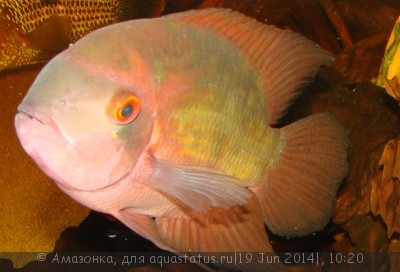 Фото Цихлазома винная, Красса Hypselecara temporalis  (photo#55944)
