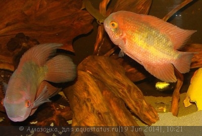 Фото Цихлазома винная, Красса Hypselecara temporalis  (photo#55945)