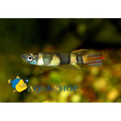 Фото Расбора Бригитта Расбора-комар, Boraras Brigittae  (photo#562)