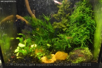 Нано аквариум 6 литров (Chromis)