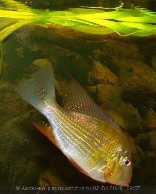 Фото Акарихтис Хеккеля Acarichthys heckelii  (photo#56415)