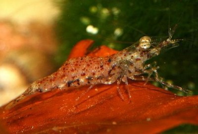Фото Песчаная креветка Macrobrachium kulsiense  (photo#5662)