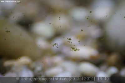 Фото Первый аквариум AquaPlus 100 литров Kisho  (photo#56920)