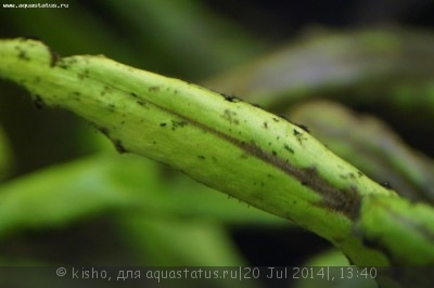 Фото Первый аквариум AquaPlus 100 литров Kisho  (photo#56922)