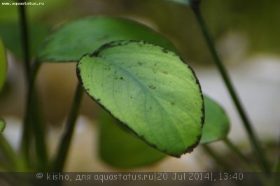 Фото Первый аквариум AquaPlus 100 литров Kisho  (photo#56923)