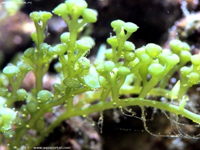 Фото Морская водоросль Caulerpa bikinensis (photo#57093)
