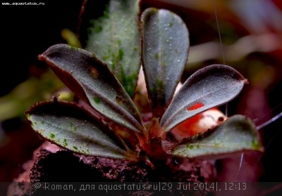 Фото Буцефаландра Bucephalandra sp. Lanjak Entimau  (photo#57143)