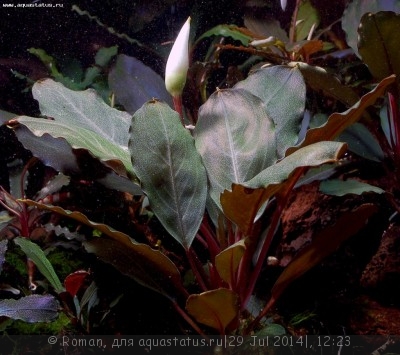 Фото Буцефаландра Bucephalandra sp. Pearl Grey  (photo#57151)