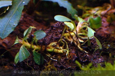 Фото Буцефаландра Bucephalandra sp. pygmae Rajang  (photo#57156)