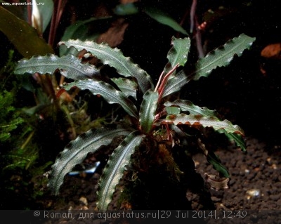 Фото Буцефаландра Bucephalandra sp. Velvet Leaf 1  (photo#57175)