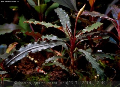 Фото Буцефаландра Bucephalandra sp. Velvet Leaf 1  (photo#57176)
