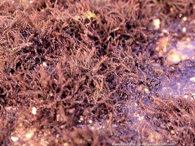 Фото Морская водоросль Acanthophora spicifera (photo#57230)