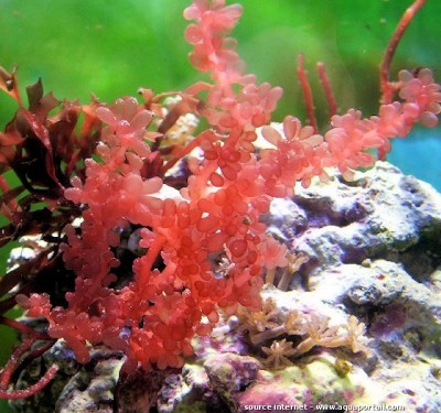Фото Морская водоросль Botryocladia uvaria Botryocladia Sp.  (photo#57234)