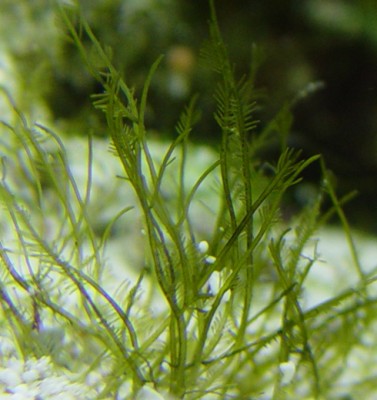 Фото Морская водоросль Bryopsis plumosa (photo#57235)
