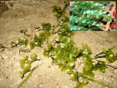 Фото Морская водоросль Caulerpa peltata (photo#57238)