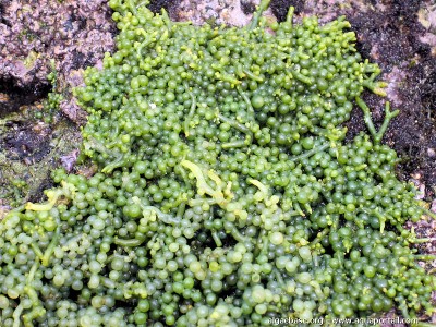 Фото Морская водоросль Caulerpa racemosa (photo#57253)