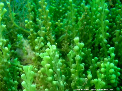 Фото Морская водоросль Caulerpa racemosa var. cylindracea (photo#57254)