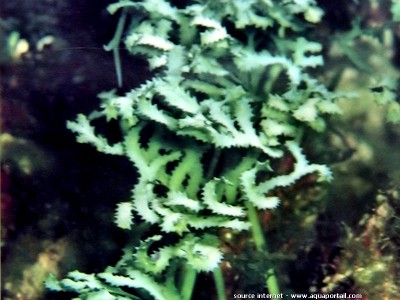 Фото Морская водоросль Caulerpa serrulata (photo#57255)