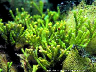 Фото Морская водоросль Caulerpa urvilliana (photo#57257)
