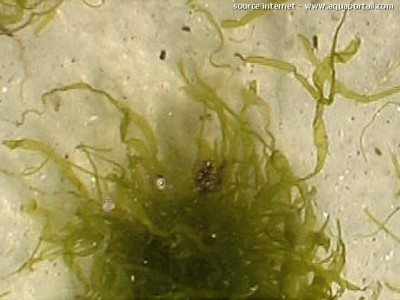 Фото Морская водоросль Enteromorpha flexuosa (photo#57269)