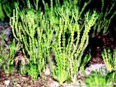 Фото Морская водоросль Halimeda incrassata (photo#57276)