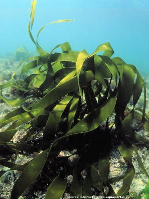 Фото Морская водоросль Laminaria digitata (photo#57278)