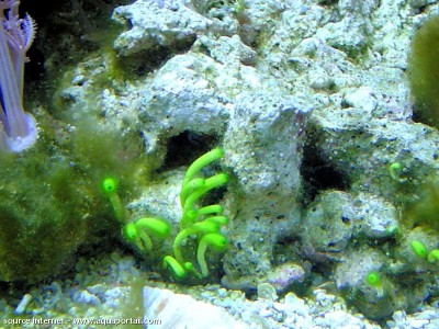 Фото Морская водоросль Neomeris annulata (photo#57279)