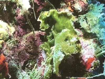 Фото Морская водоросль Palmogloea protuberans (photo#57283)