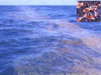 Фото Морская водоросль Trichodesmium erythraeum (photo#57284)