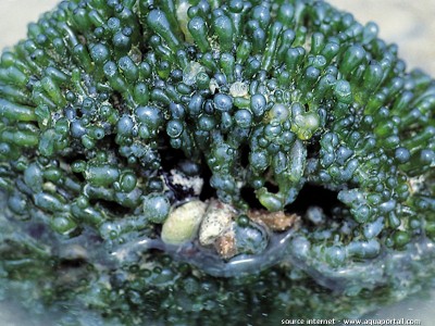 Фото Морская водоросль Valonia fastigiata (photo#57287)