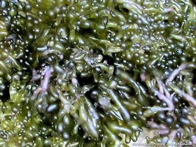 Фото Морская водоросль Valonia utricularis (photo#57289)