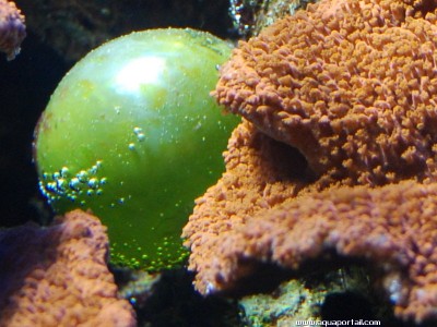 Фото Морская водоросль Ventricaria ventricosa (photo#57290)
