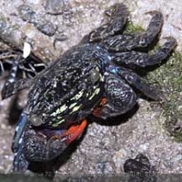 Фото Краб радужный, полосатолицый Chiromantes eumolpe rainbow crab  (photo#57332)