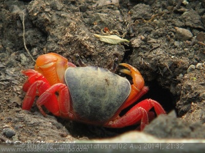 Фото Краб наземный изменчивый Gecarcinus variegatus Halloween Moon Crab  (photo#57335)