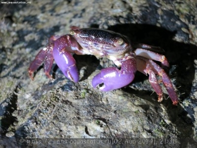Фото Краб лазящий пурпурнорукий Metopograpsus sp. purple arm saw face crab  (photo#57336)