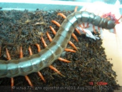 Сколопендра желтоногая (Scolopendra sp. cf. cingulata)