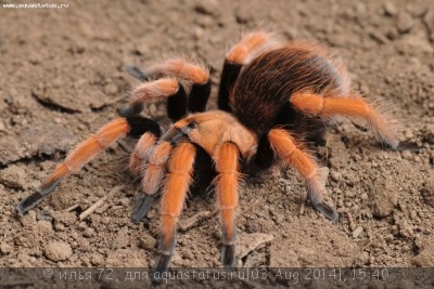 Птицеед афонопельма биколоратум (Aphonopelma bicoloratum)