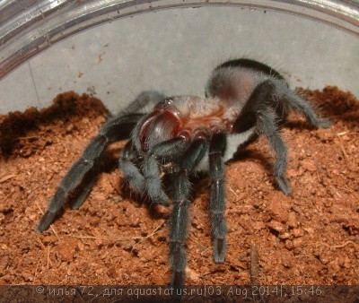Птицеед афонопельма каницепс (Aphonopelma caniceps)