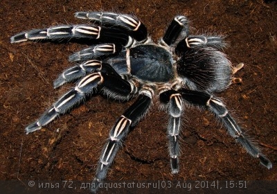Птицеед афонопельма земани (Aphonopelma seemani Stripe Knee Tarantula)